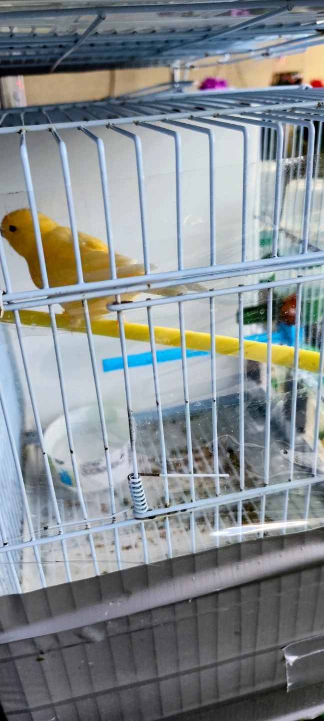 Canary male - photo 4