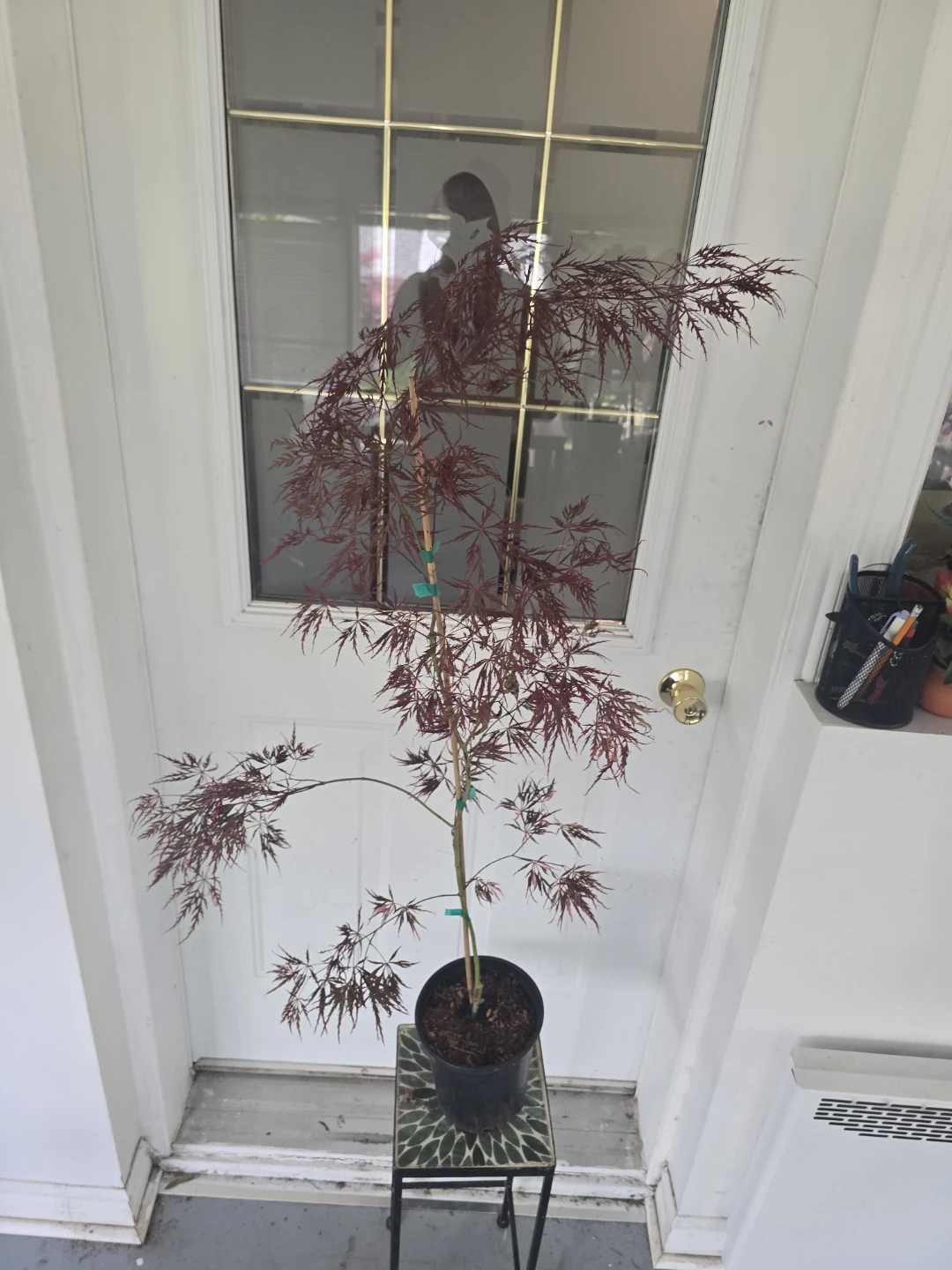 Japanese Maple Trees - photo 5