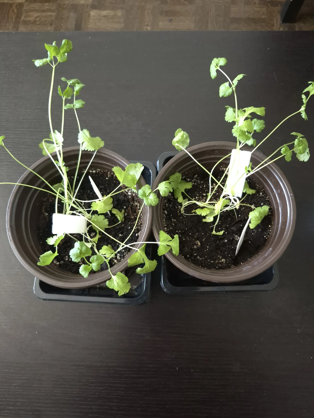 Cilantro Plants - photo 3