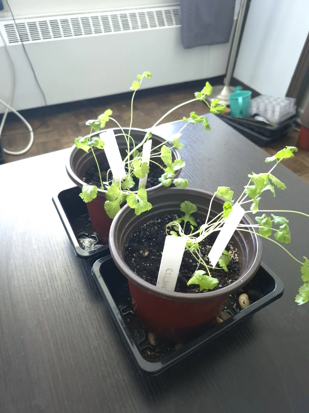 Cilantro Plants - photo 2