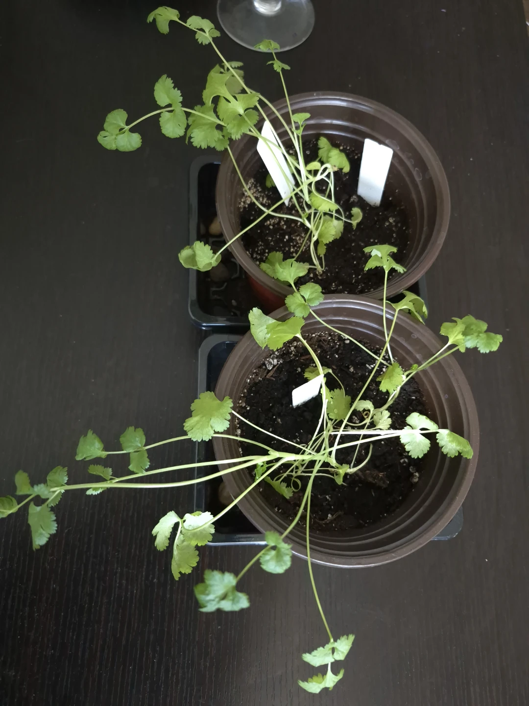 Cilantro Plants