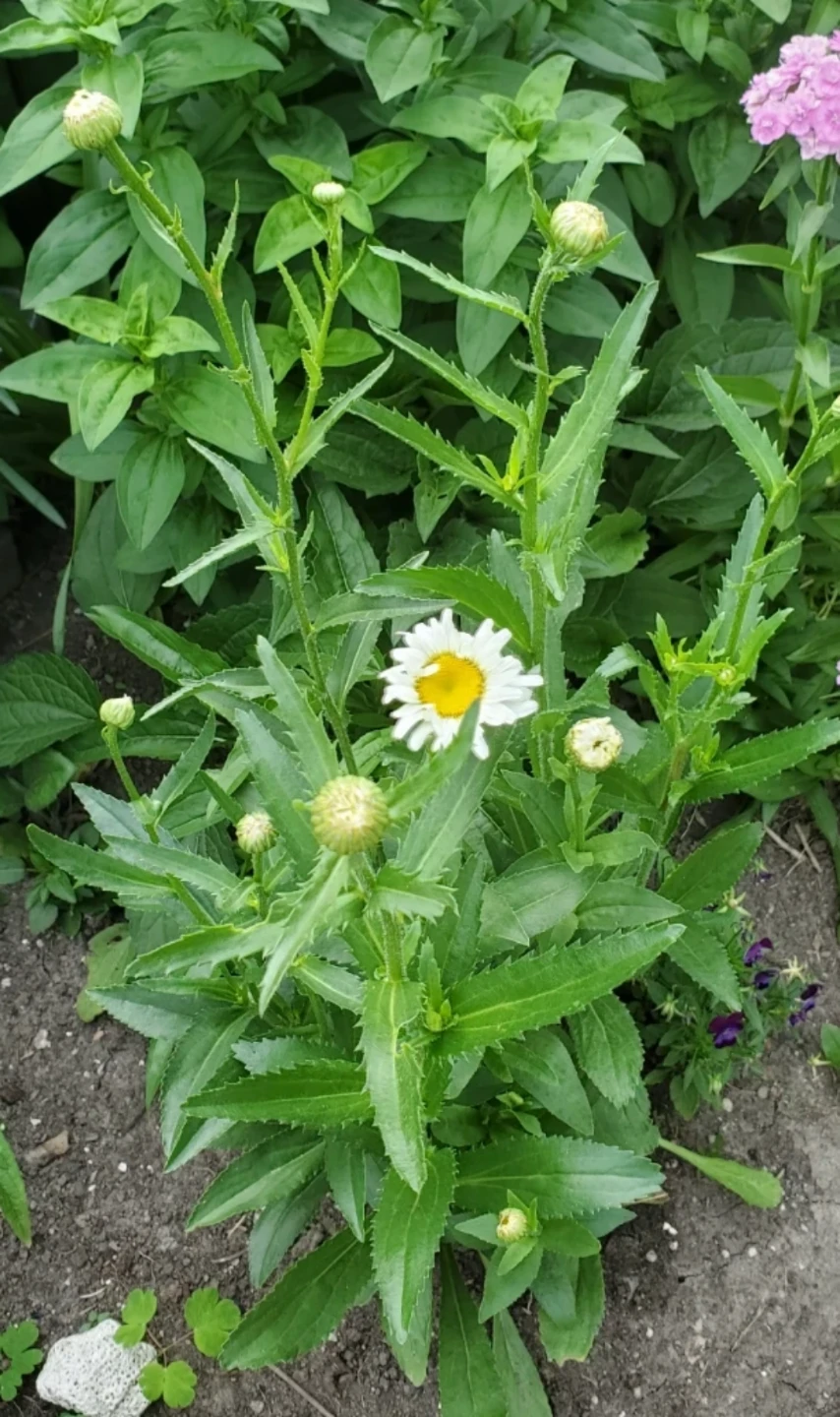 Sweet Daisy Christine