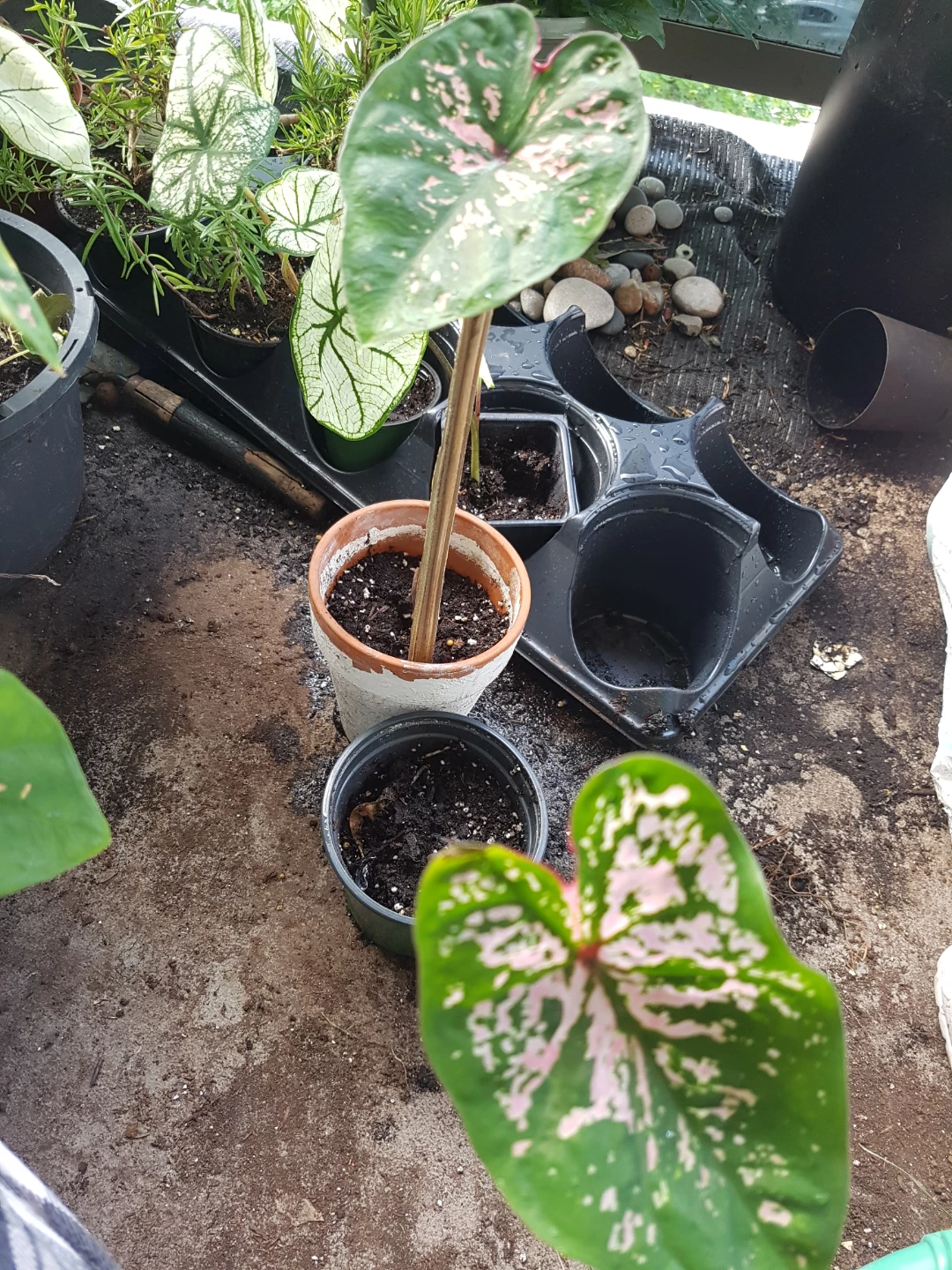 Assorted Caladium Plants with Pink and White Variegation - photo 5