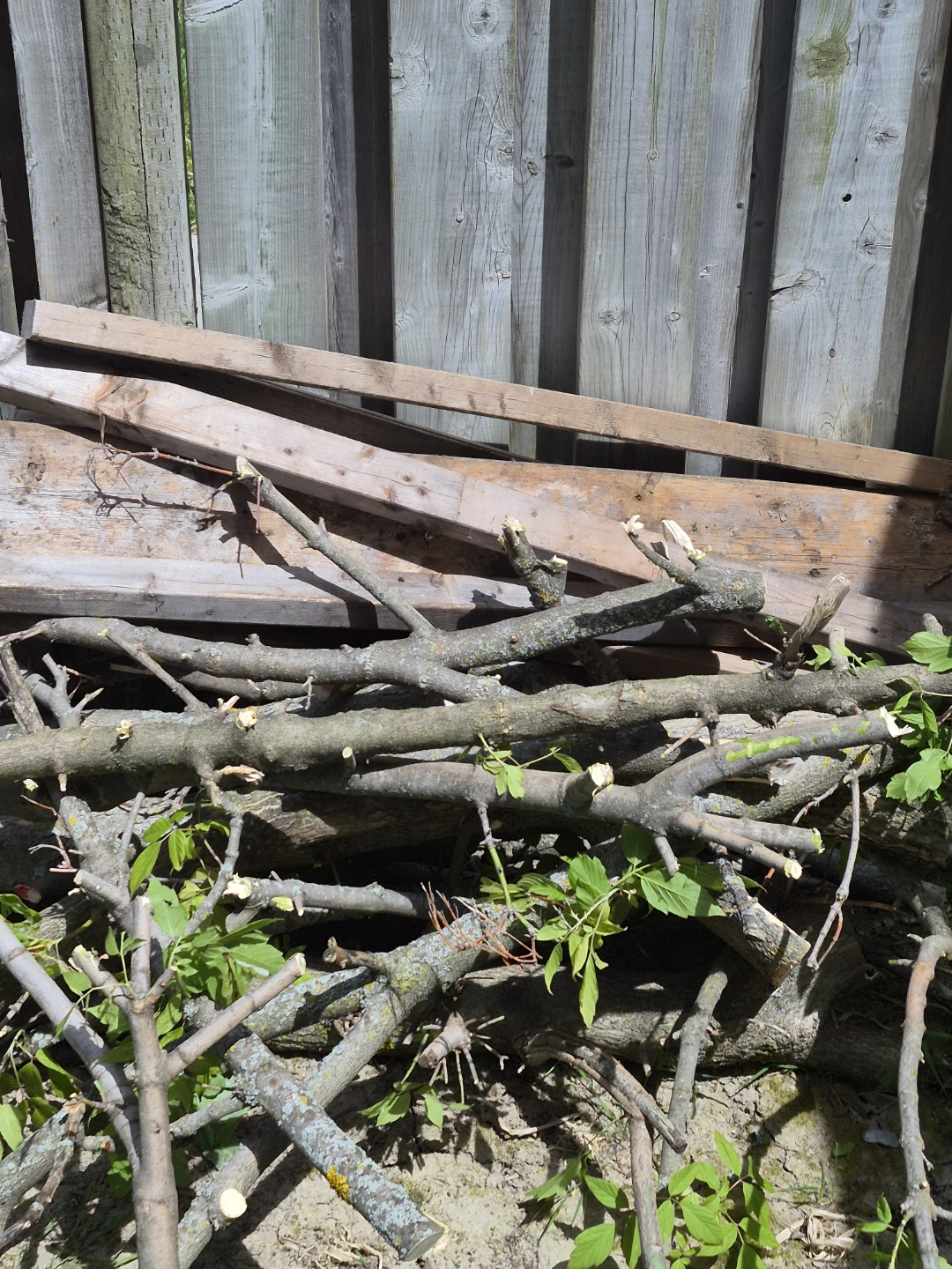 Bundle of Cut Tree Branches
