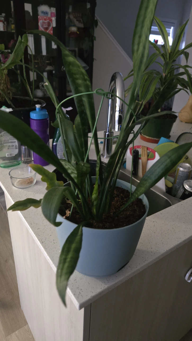 Snake Plant in Pot
