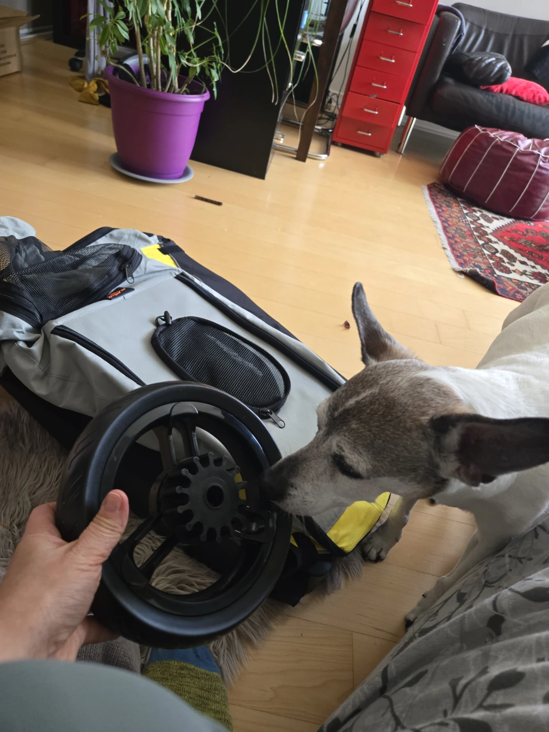 Doggie Stroller - photo 5