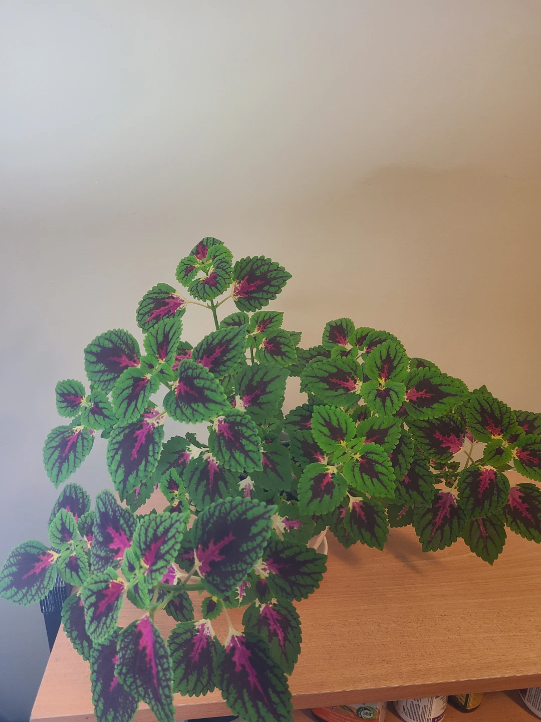Coleus Plant