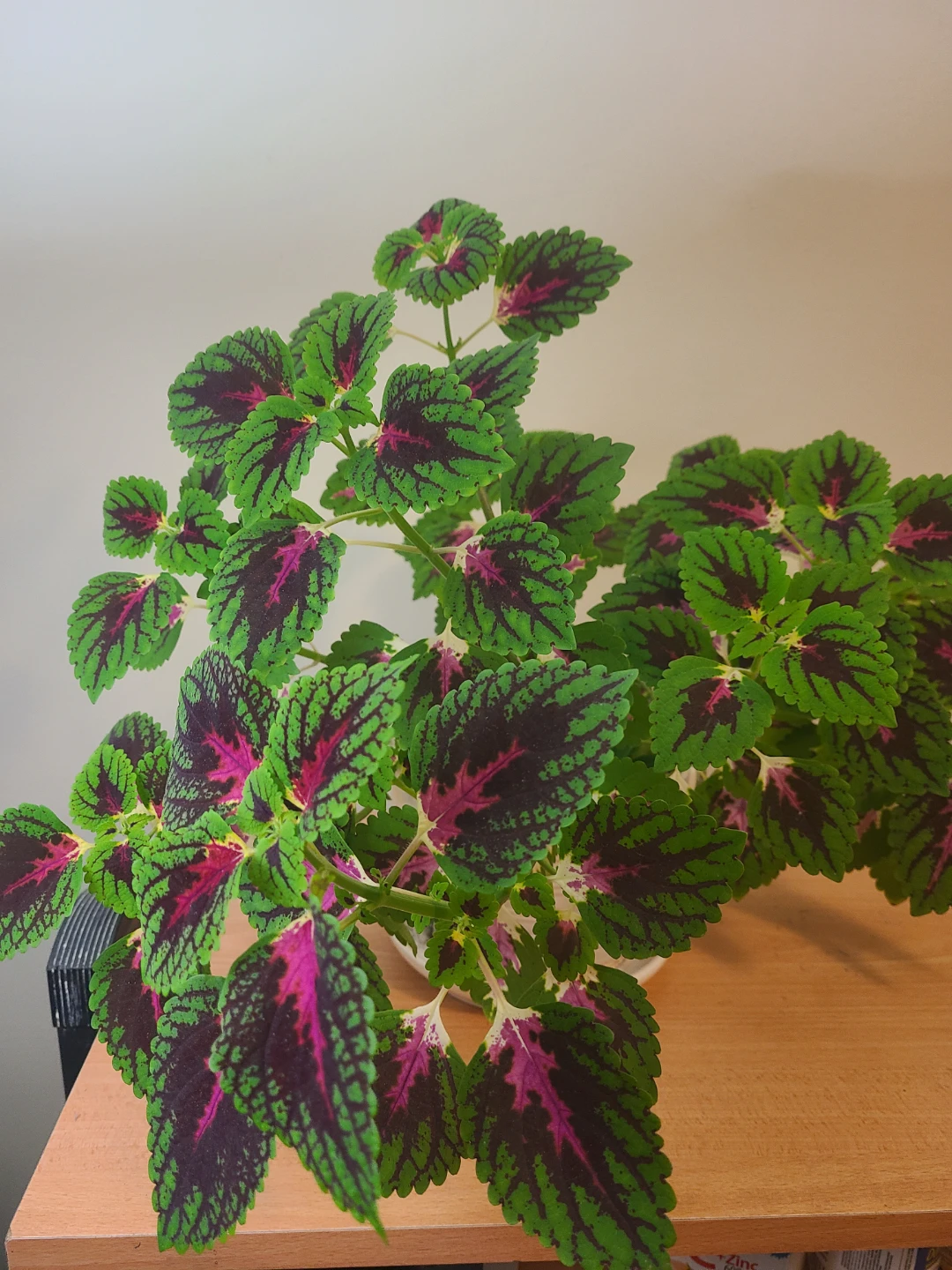 Coleus Plant - photo 2