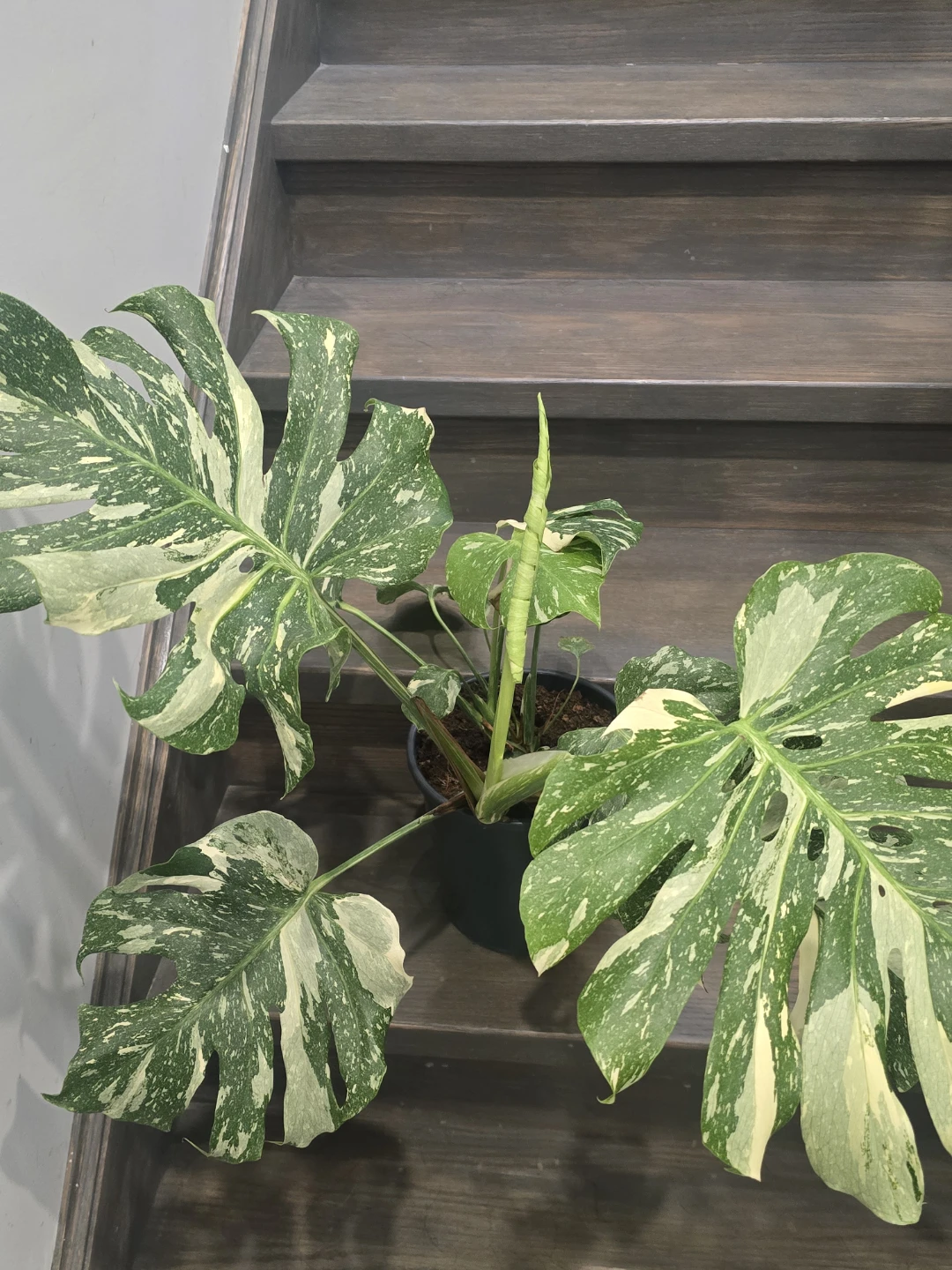 Monstera thaiPlant - photo 2