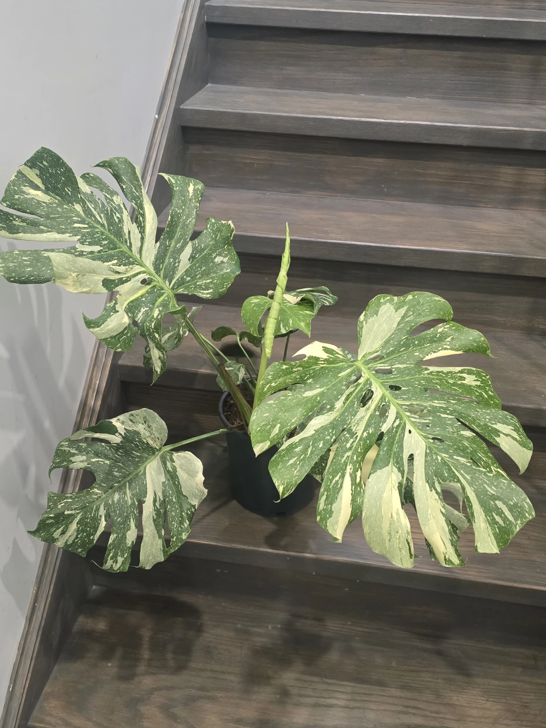 Monstera thaiPlant - photo 3