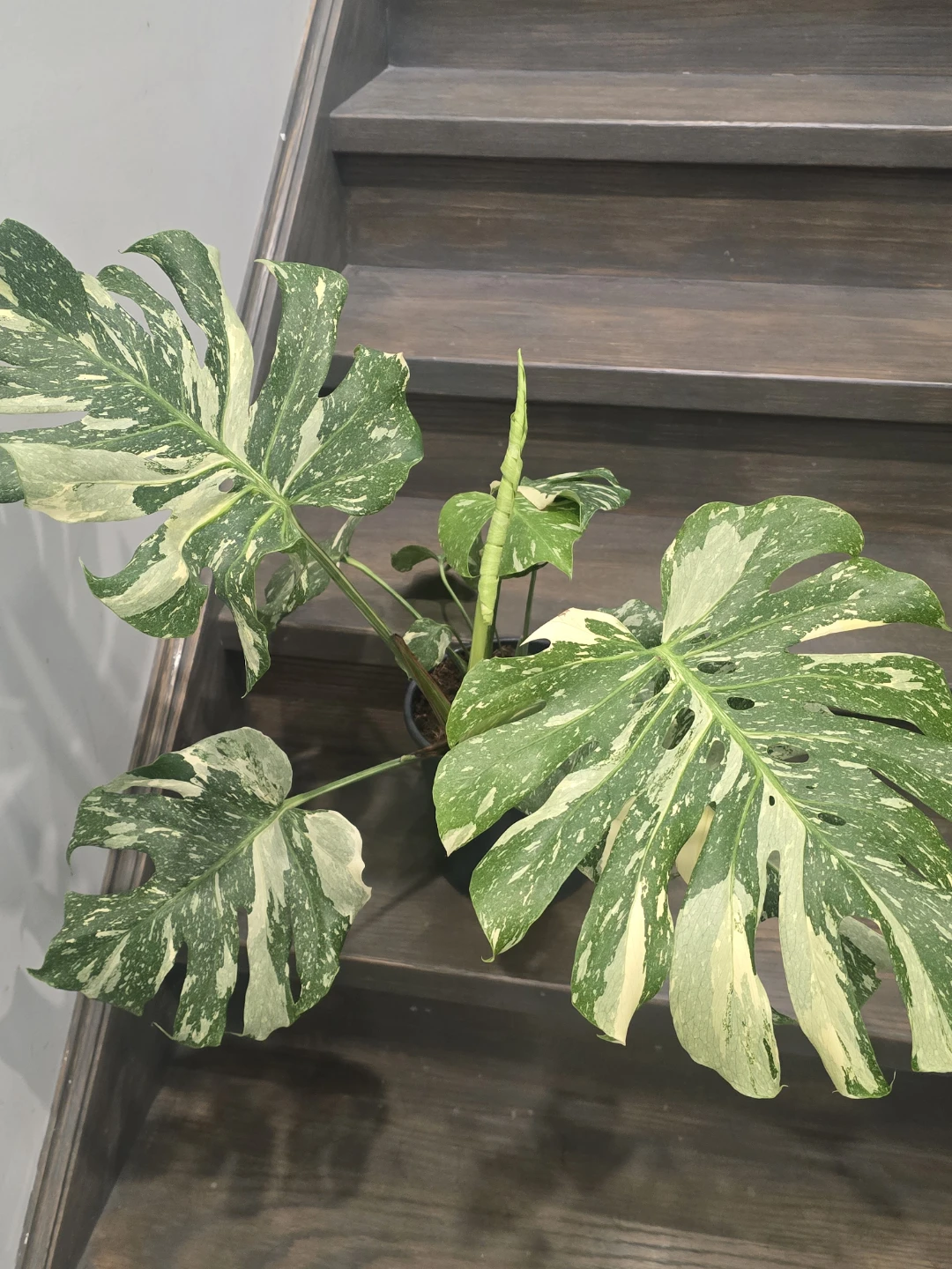 Monstera thaiPlant - photo 4