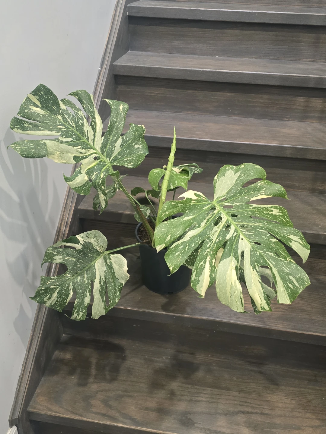 Monstera thaiPlant - photo 5