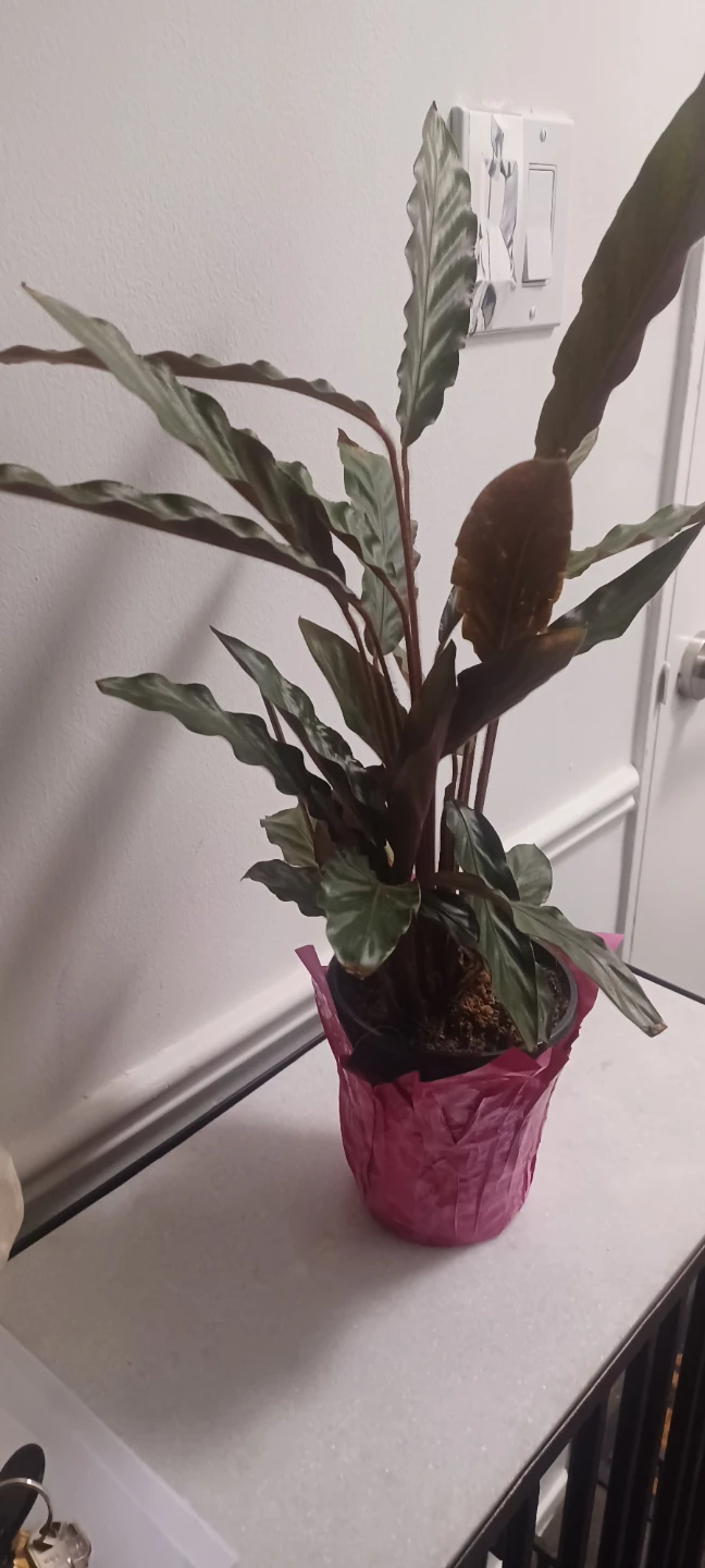 Calathea Rattlesnake Plant - photo 2