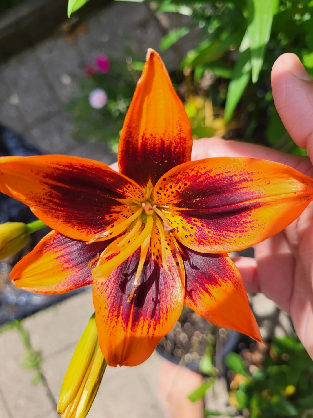 Autistic Lily Plant - photo 4