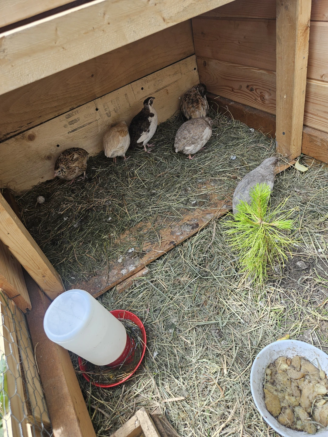 Mixed Quail Flock