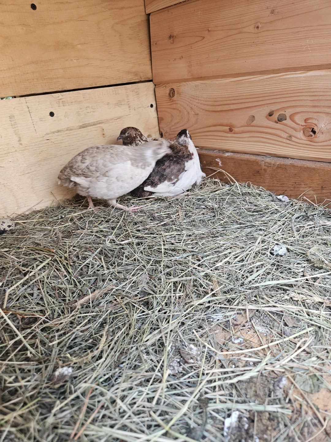 Mixed Quail Flock - photo 3