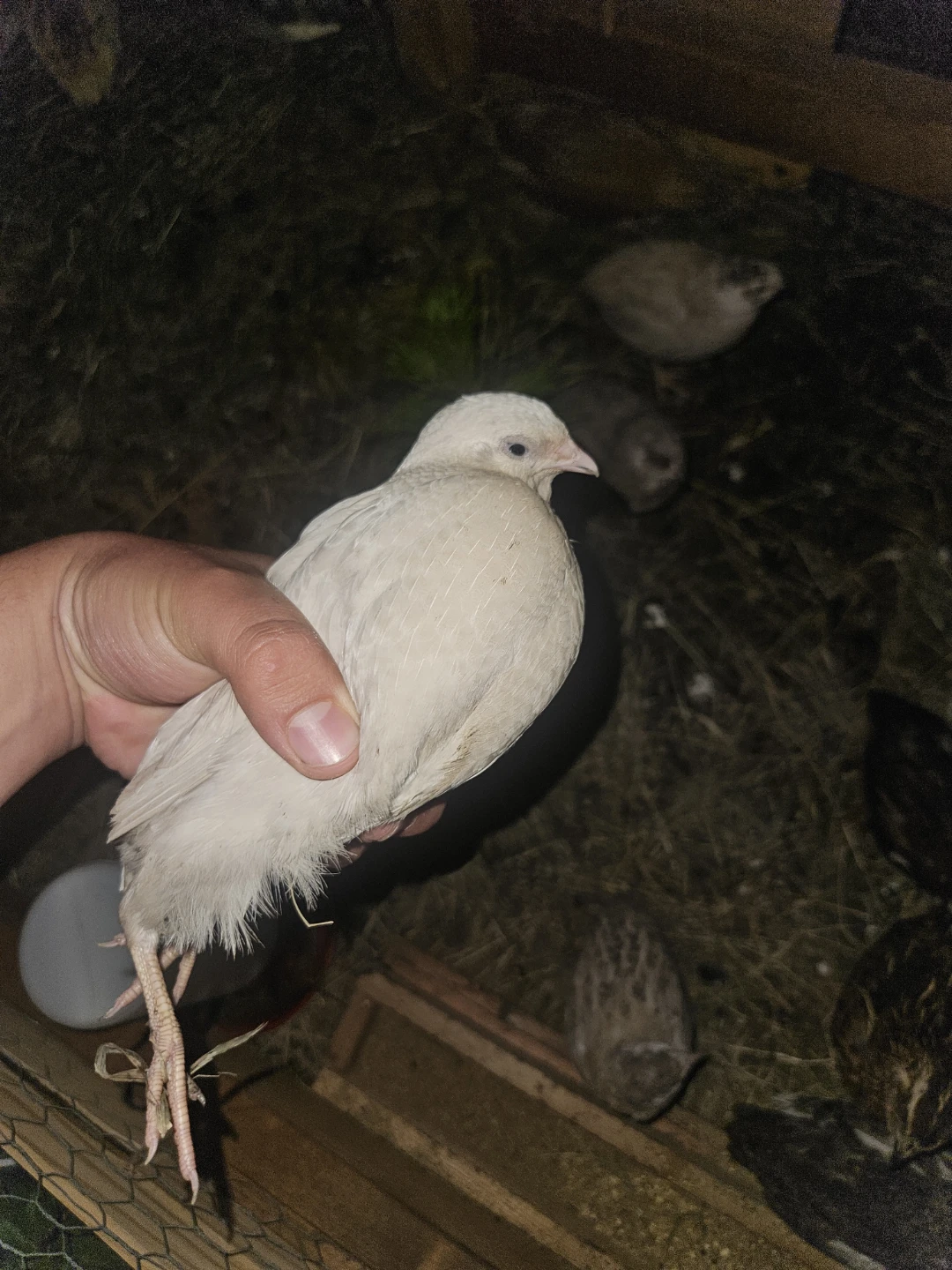 Mixed Quail Flock - photo 4