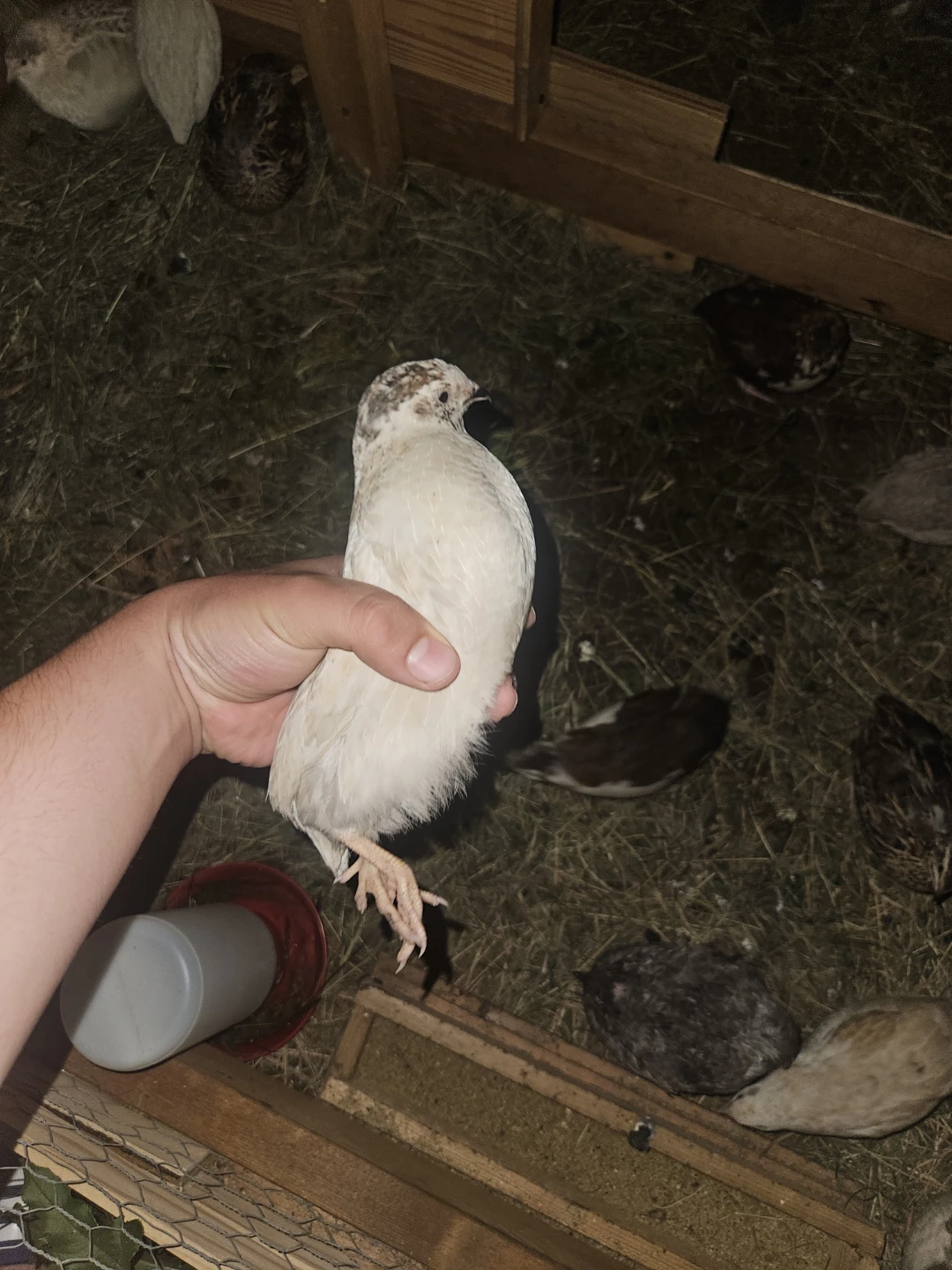 Mixed Quail Flock - photo 5