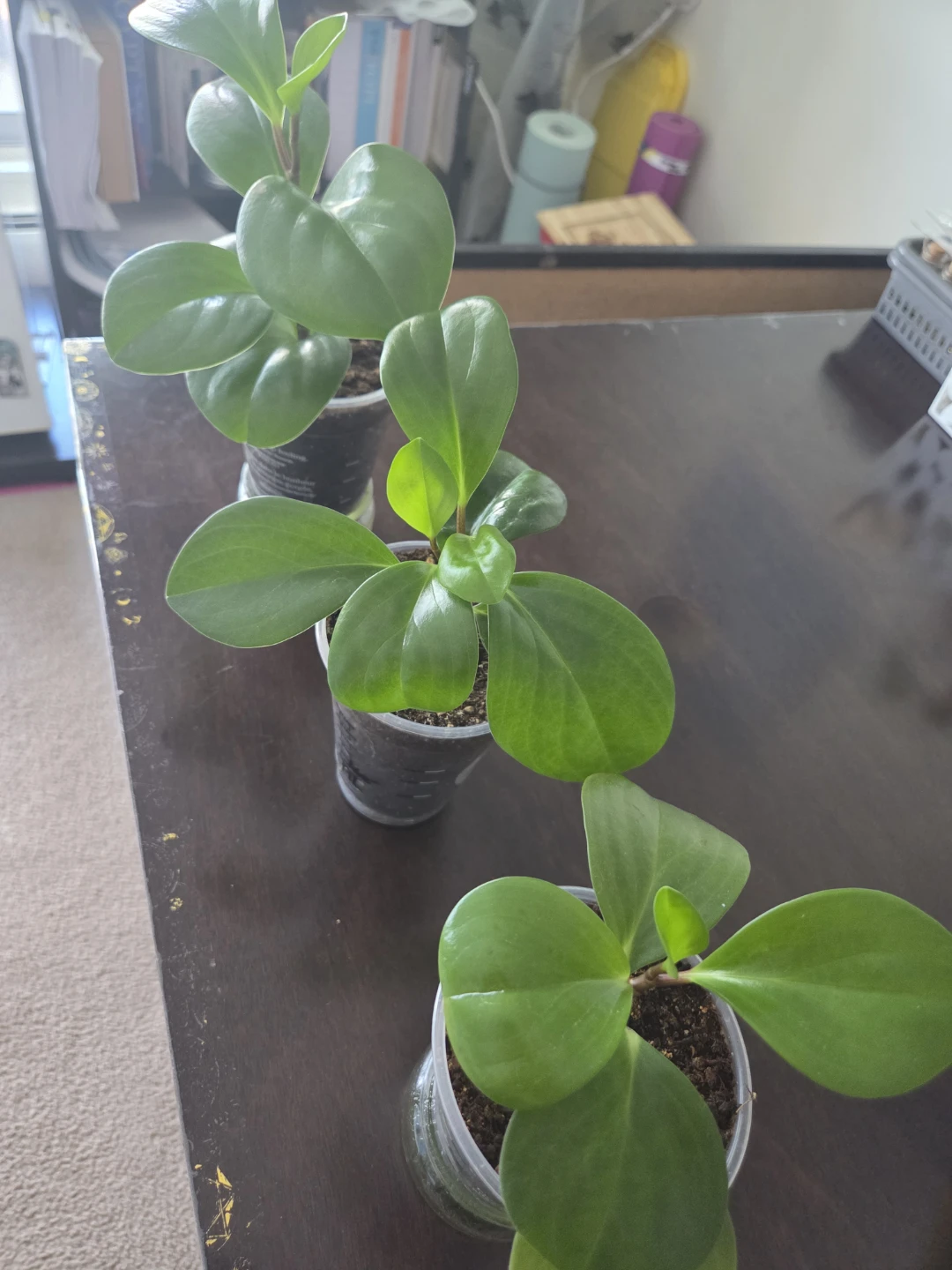 Peperomia Obtusifolia Plant