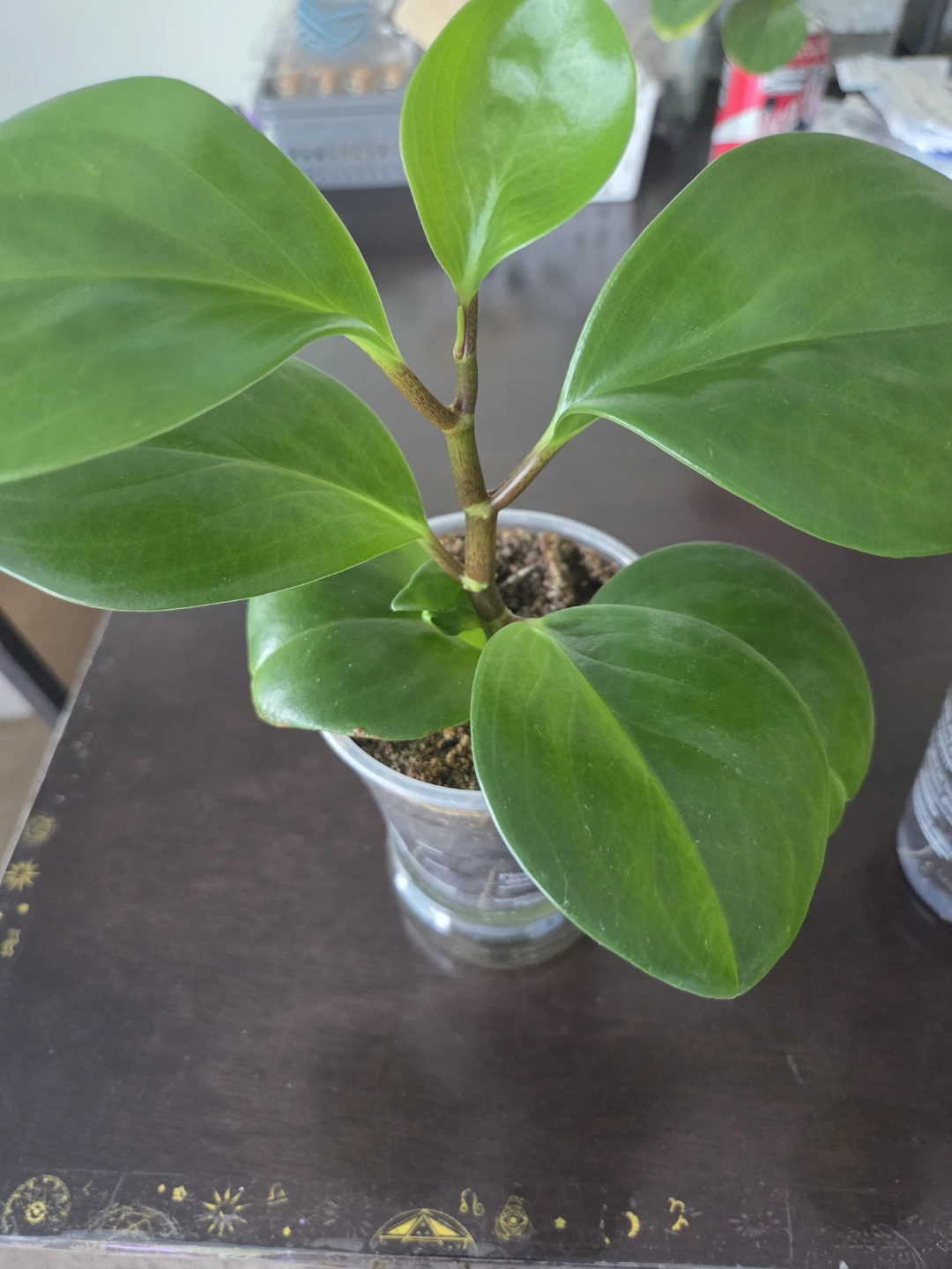 Peperomia Obtusifolia Plant - photo 2