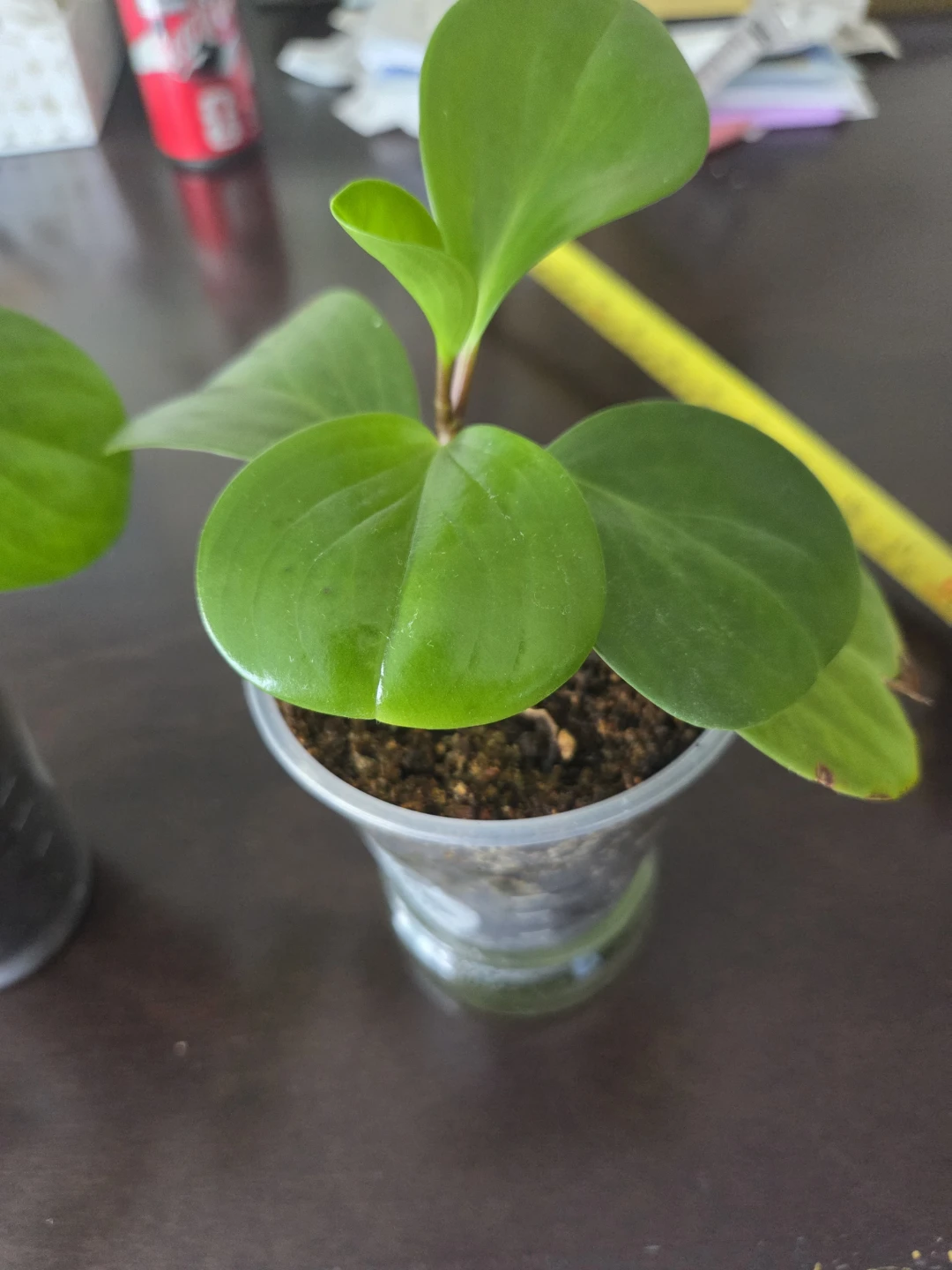 Peperomia Obtusifolia Plant - photo 3