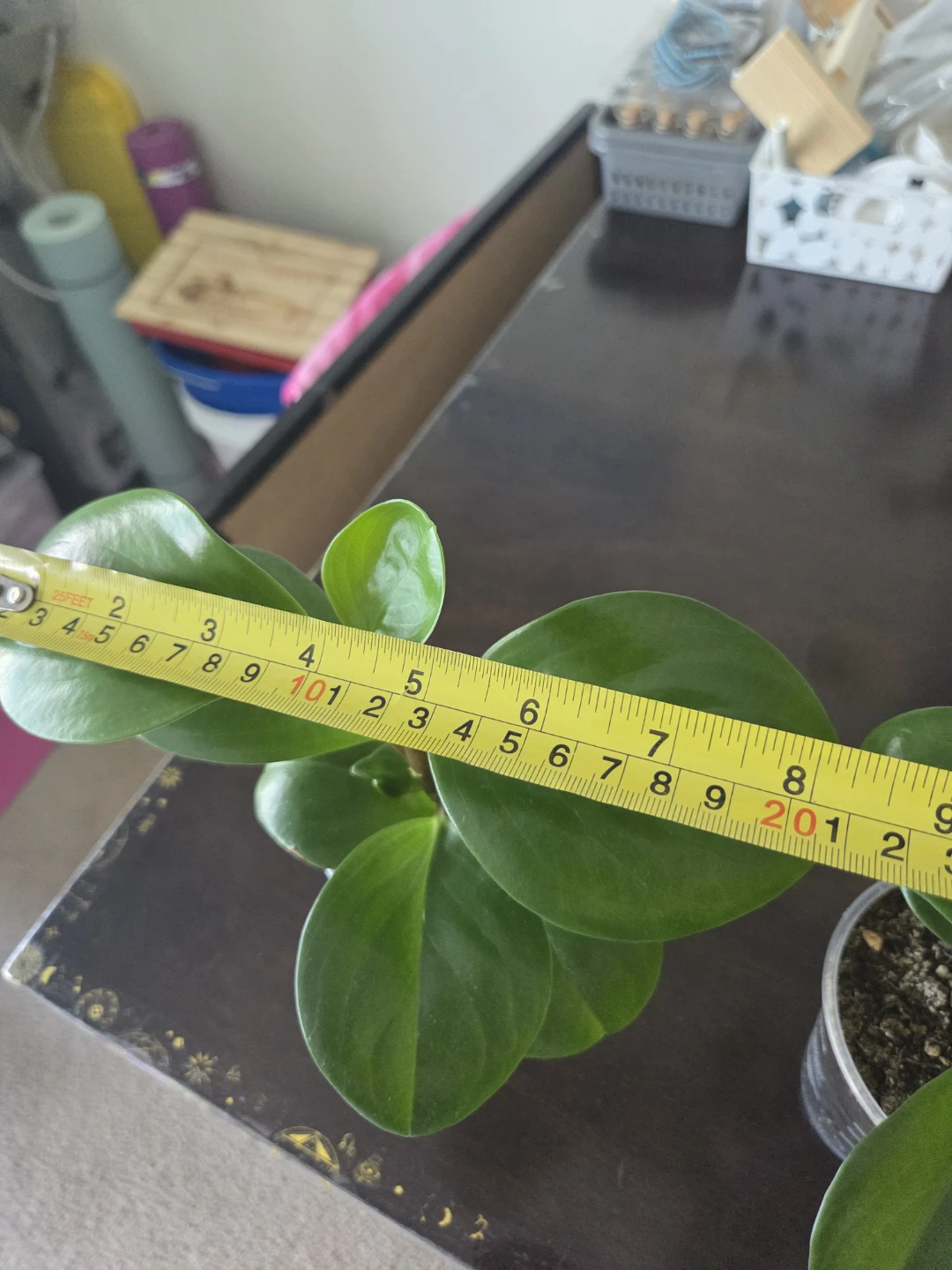 Peperomia Obtusifolia Plant - photo 5