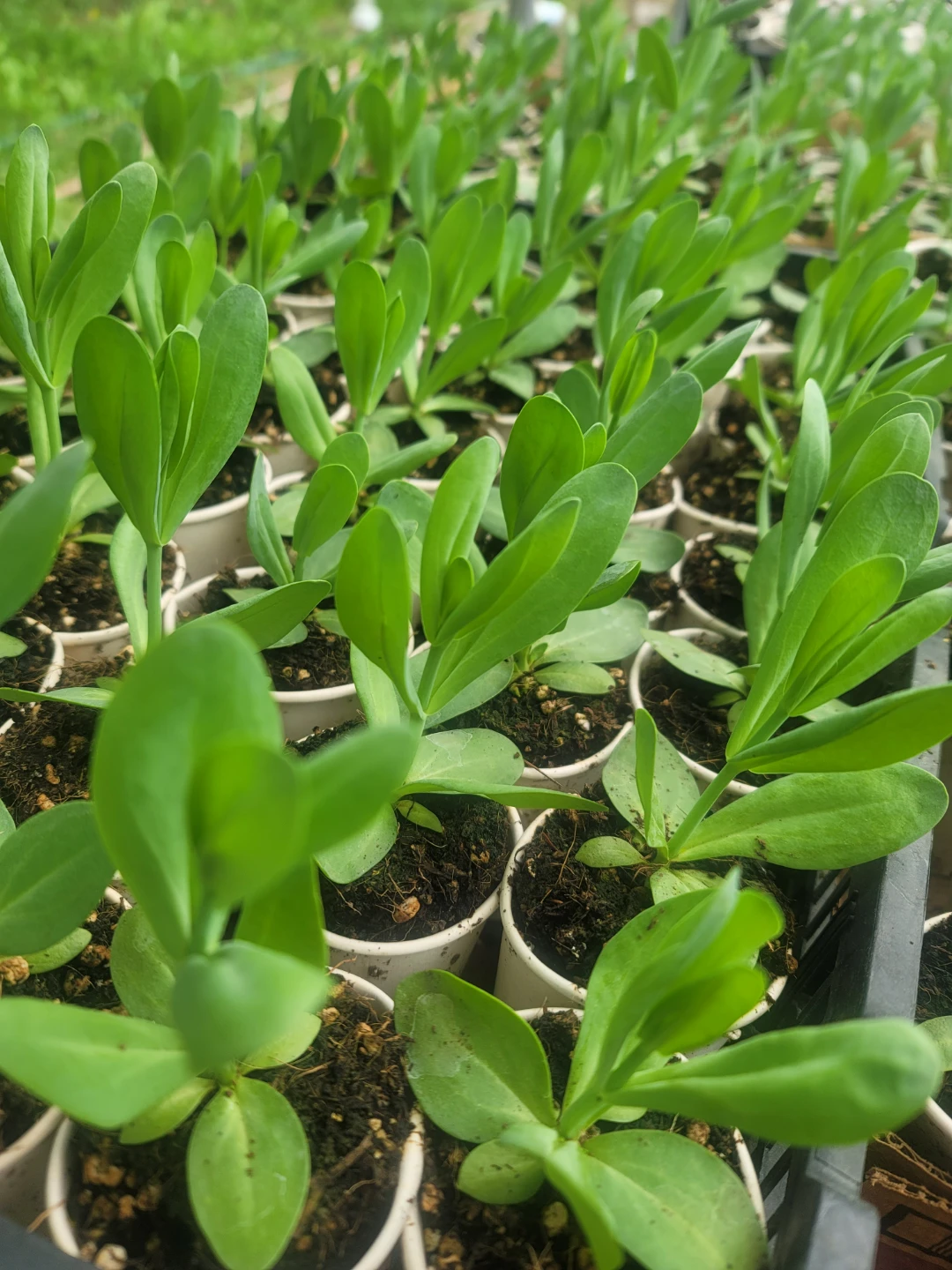 Lisianthus Plants - photo 2