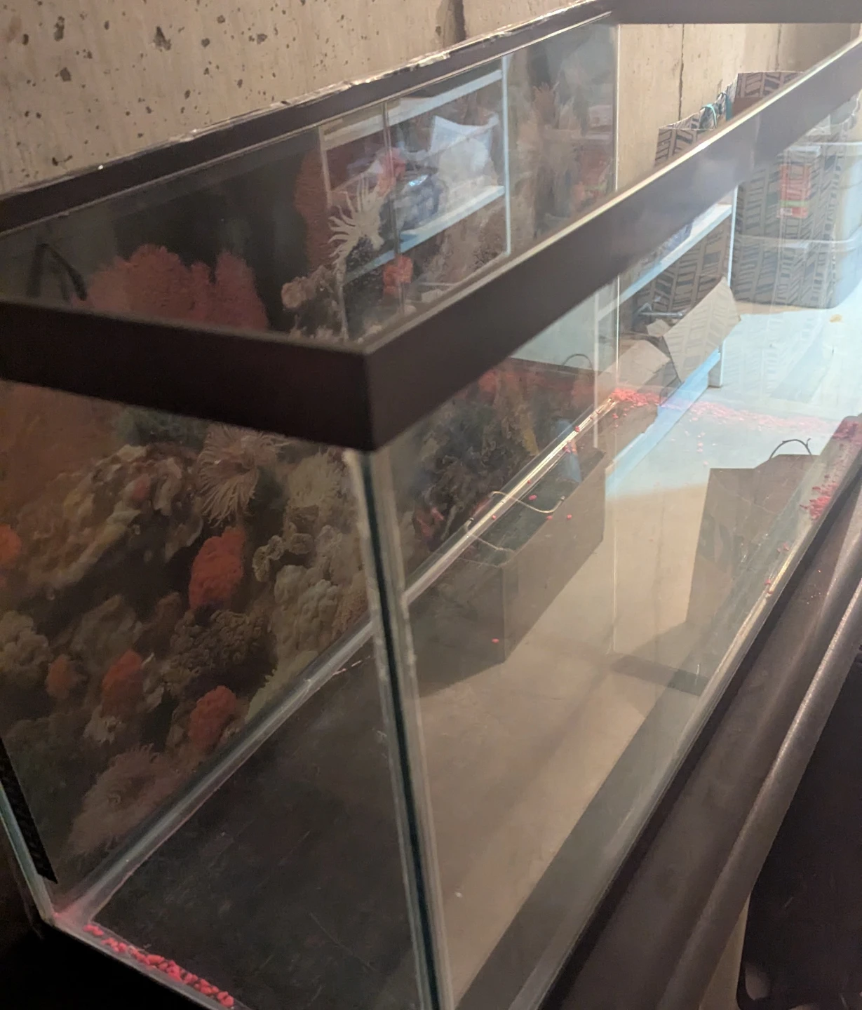 Aquarium Tank 34 Gallon 36L x 12W x 18H - photo 2
