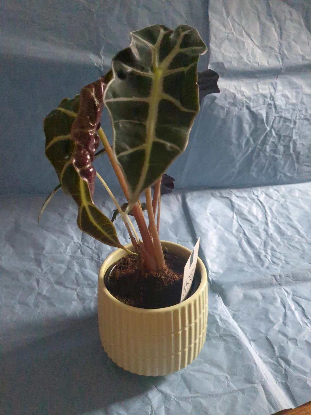 Alocasia Polly Plant in Deco Pot ⚽