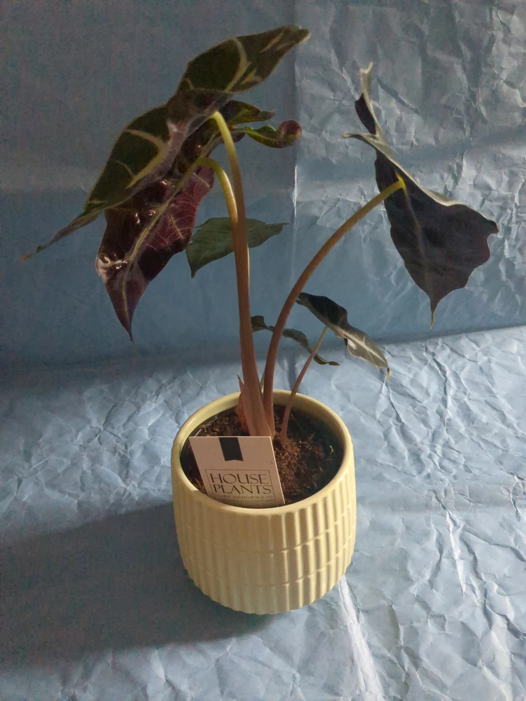 Alocasia Polly Plant in Deco Pot ⚽ - photo 2