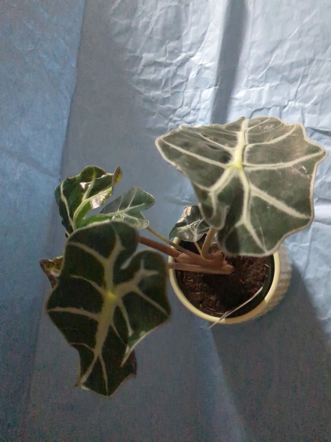 Alocasia Polly Plant in Deco Pot ⚽ - photo 3