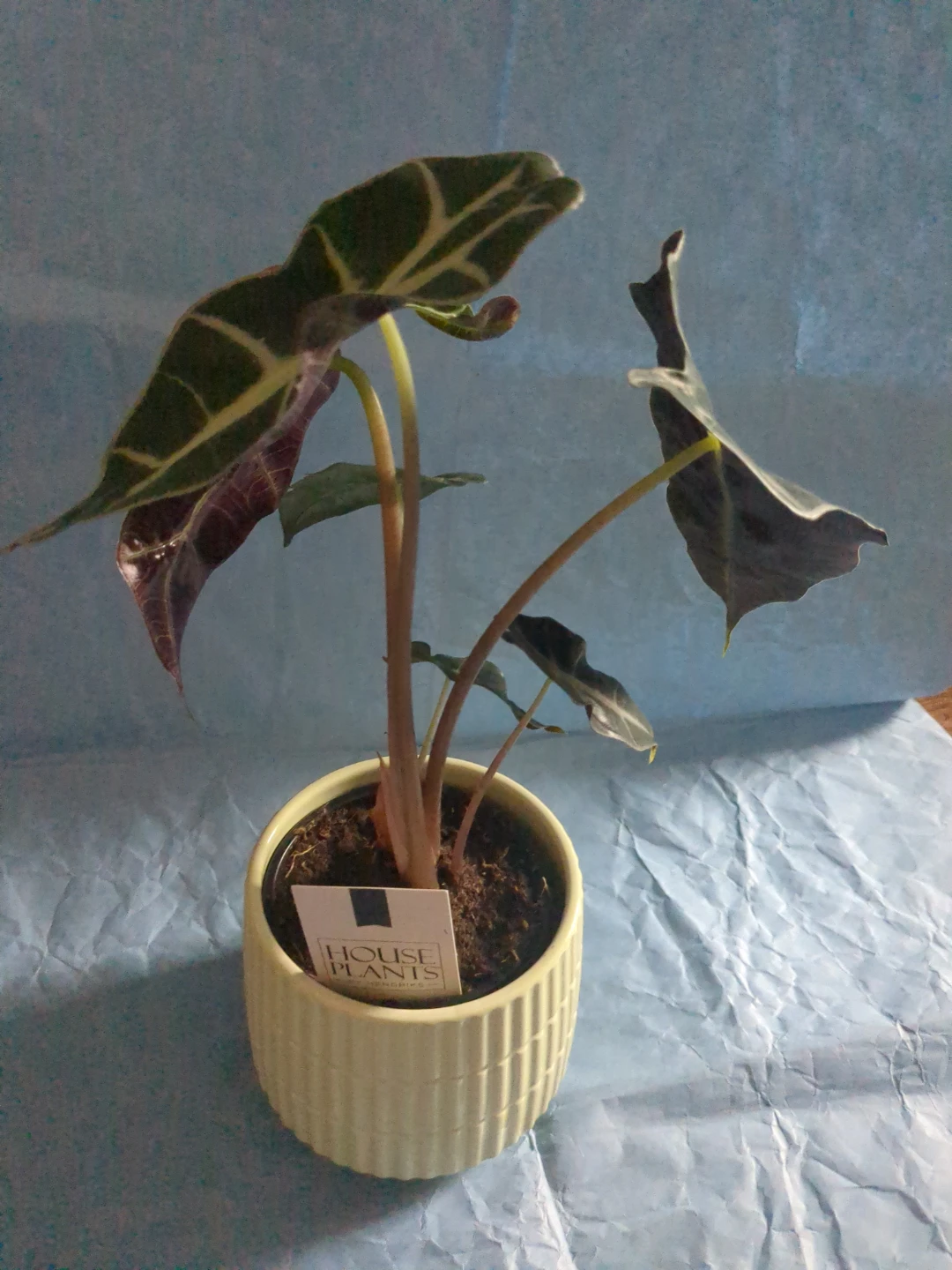 Alocasia Polly Plant in Deco Pot ⚽ - photo 4