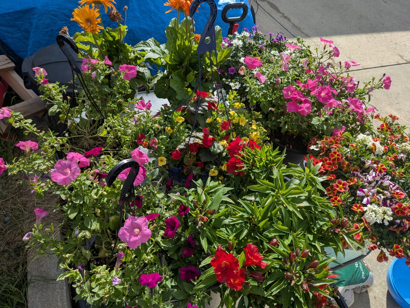 Assorted Potted Plants and Garden Supplies - photo 3