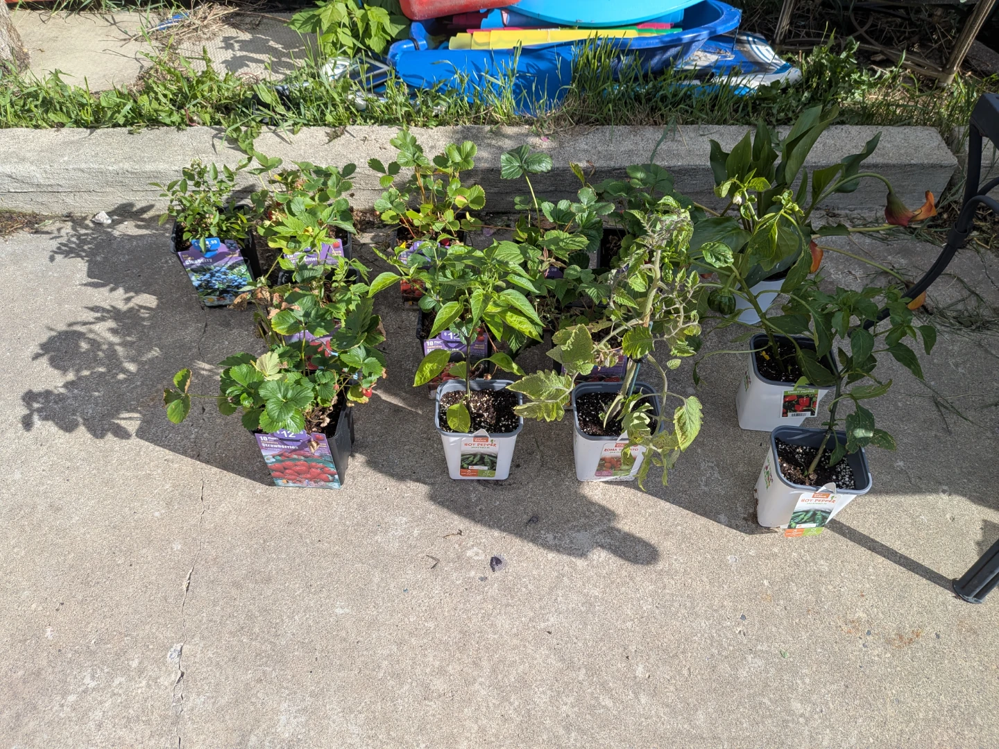 Assorted Potted Plants and Garden Supplies - photo 4