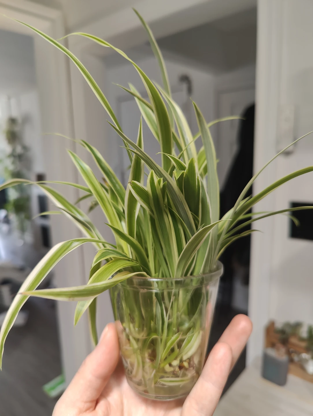 Spider Plant Cuttings