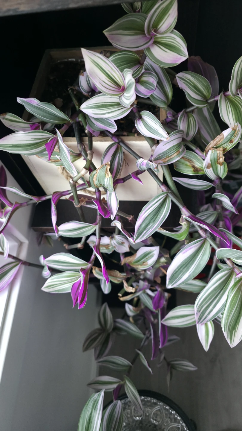 Tradescantia Nanouk Plant