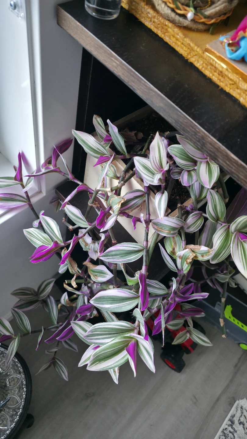 Tradescantia Nanouk Plant - photo 2
