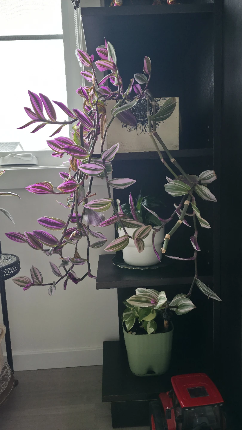 Tradescantia Nanouk Plant - photo 3