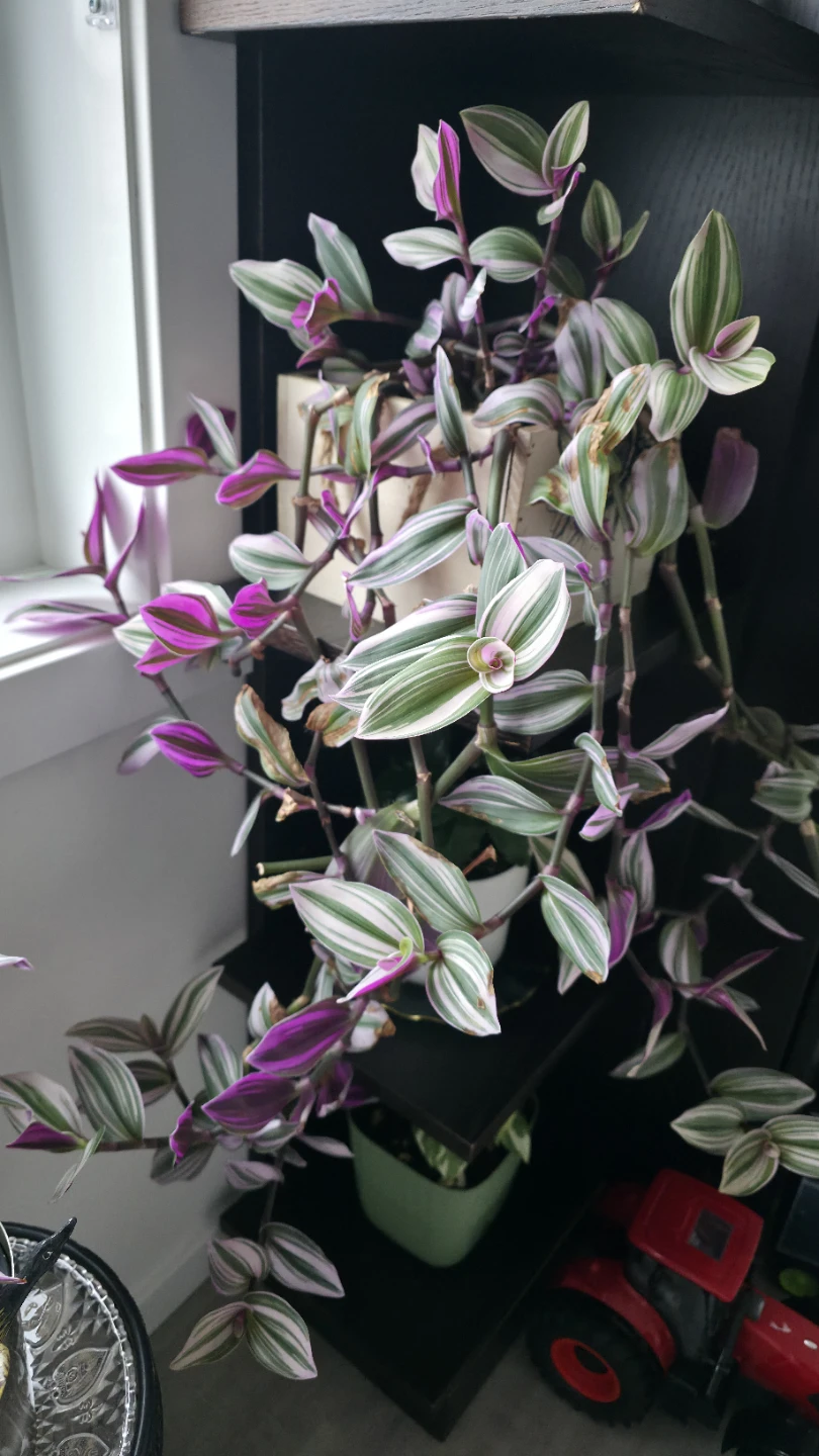 Tradescantia Nanouk Plant - photo 4