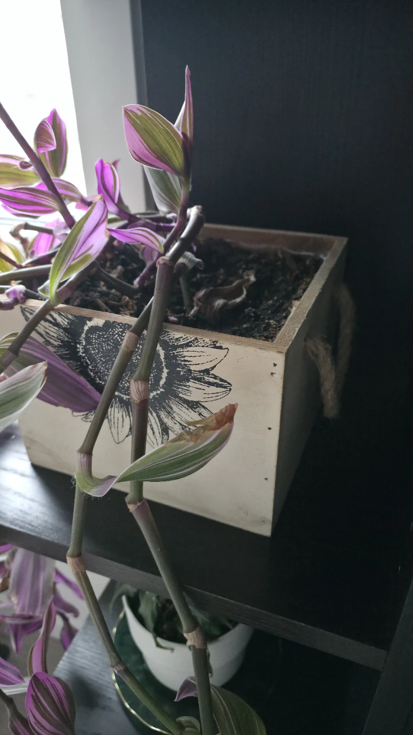 Tradescantia Nanouk Plant - photo 5
