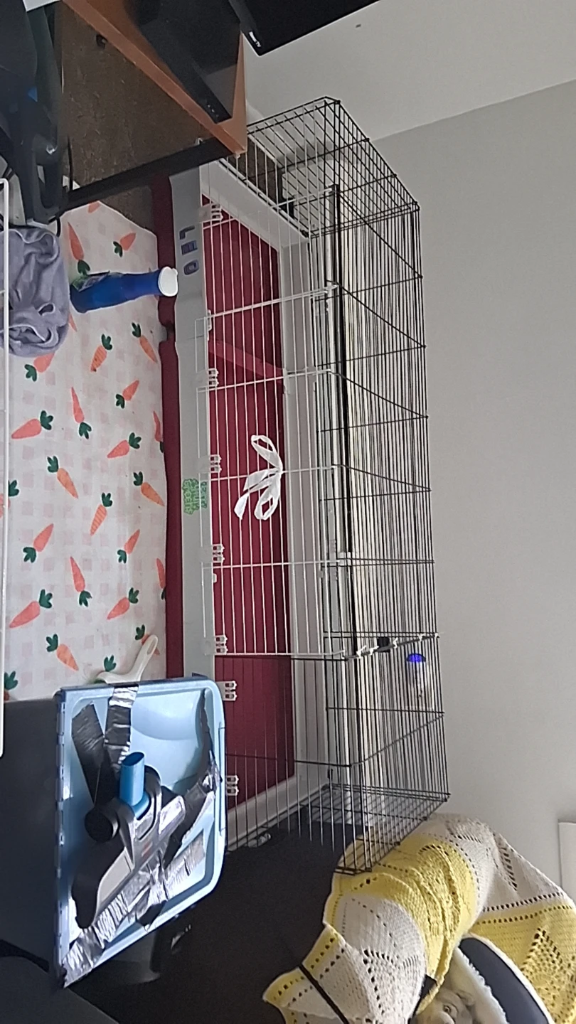 Guinea pig habitat