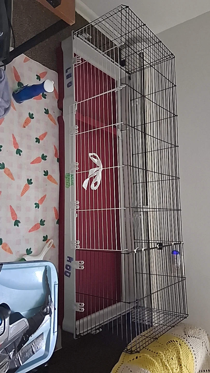 Guinea pig habitat - photo 2