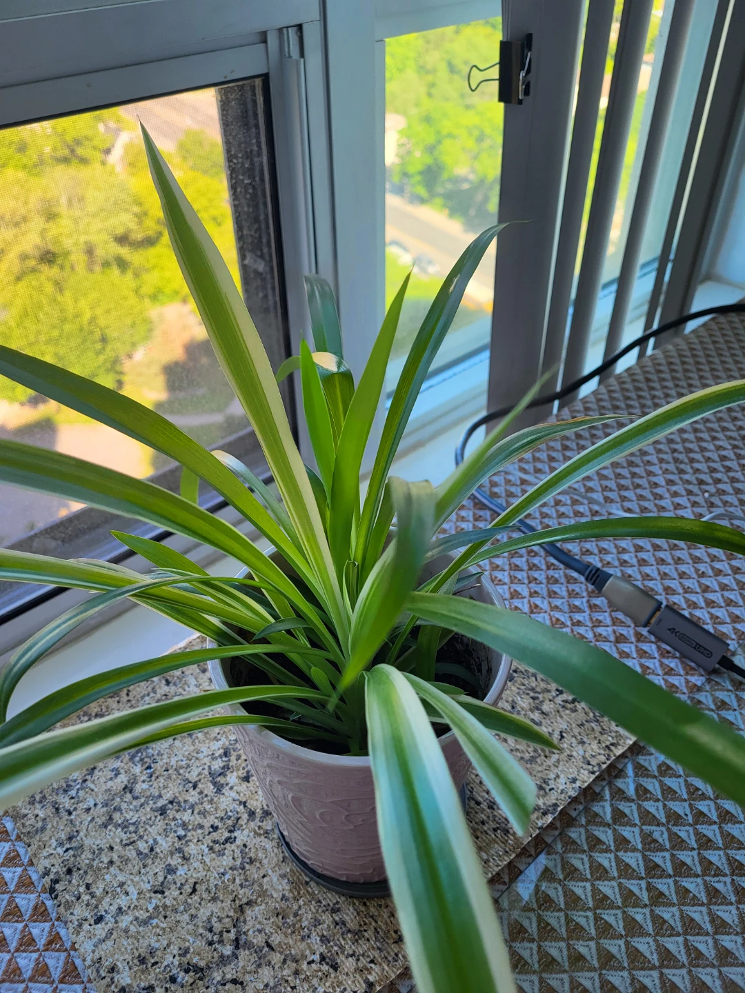 Spider Plant in Pot