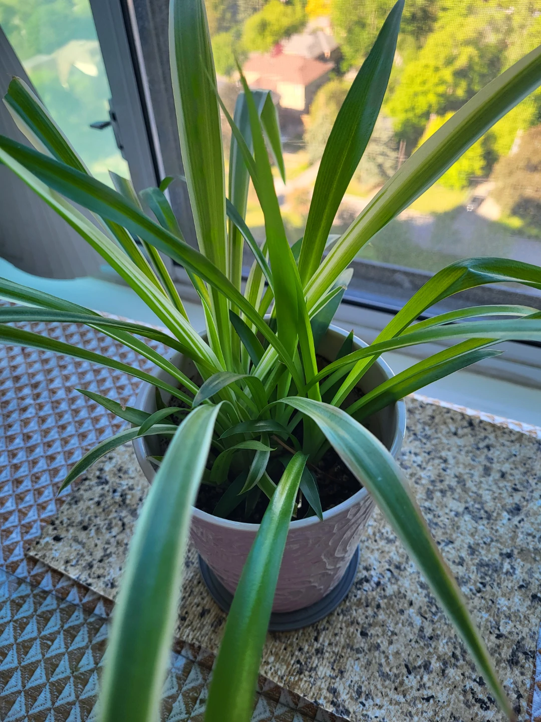 Spider Plant in Pot - photo 2