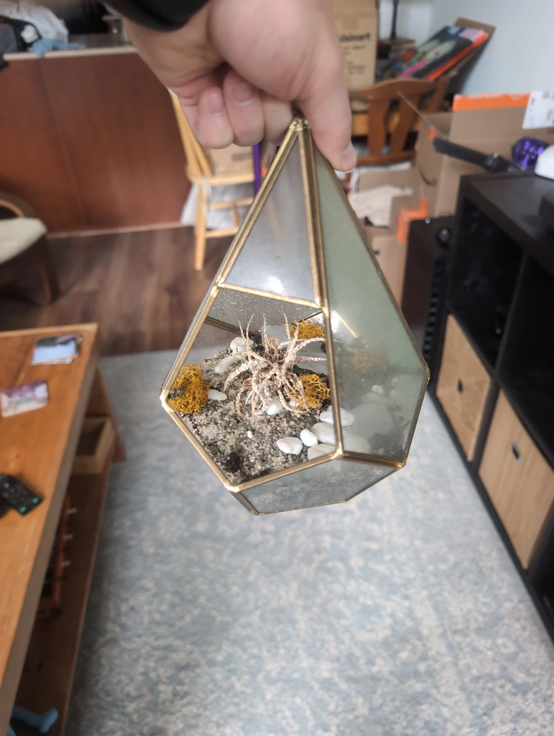 Medium sized terrarium