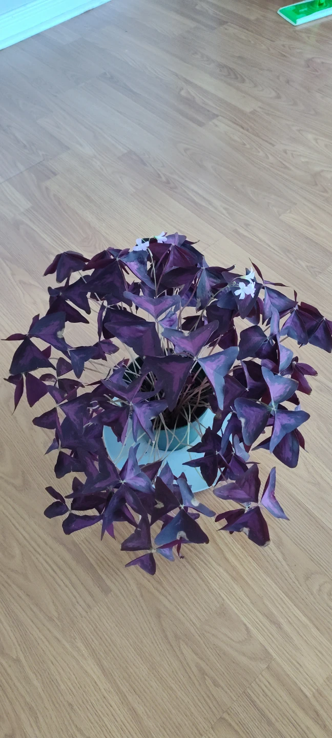 Beautiful Oxalis triangularis plant - photo 4