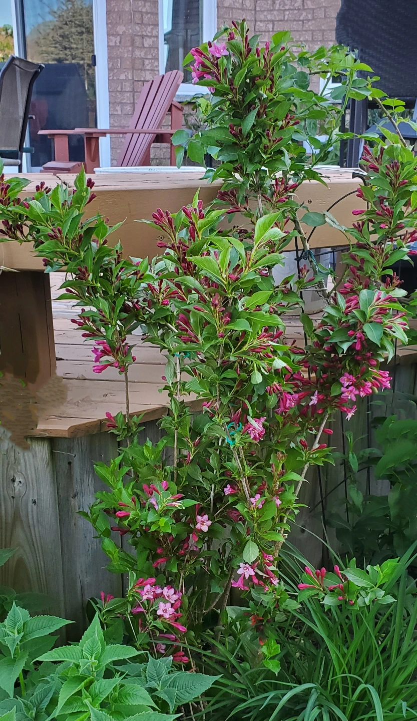 Reblooming Weigela - Sonic Bloom Pink - photo 3
