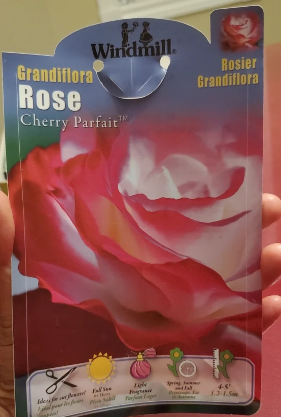Cherry Parfait, Grandiflora Rose - photo 4