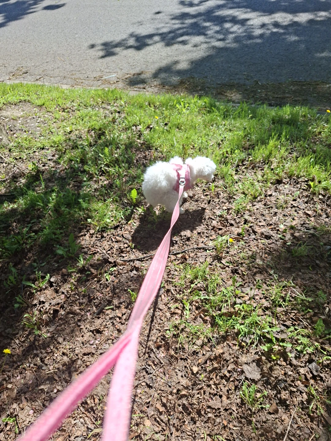 Pet Sitting Services in Whitby - photo 3