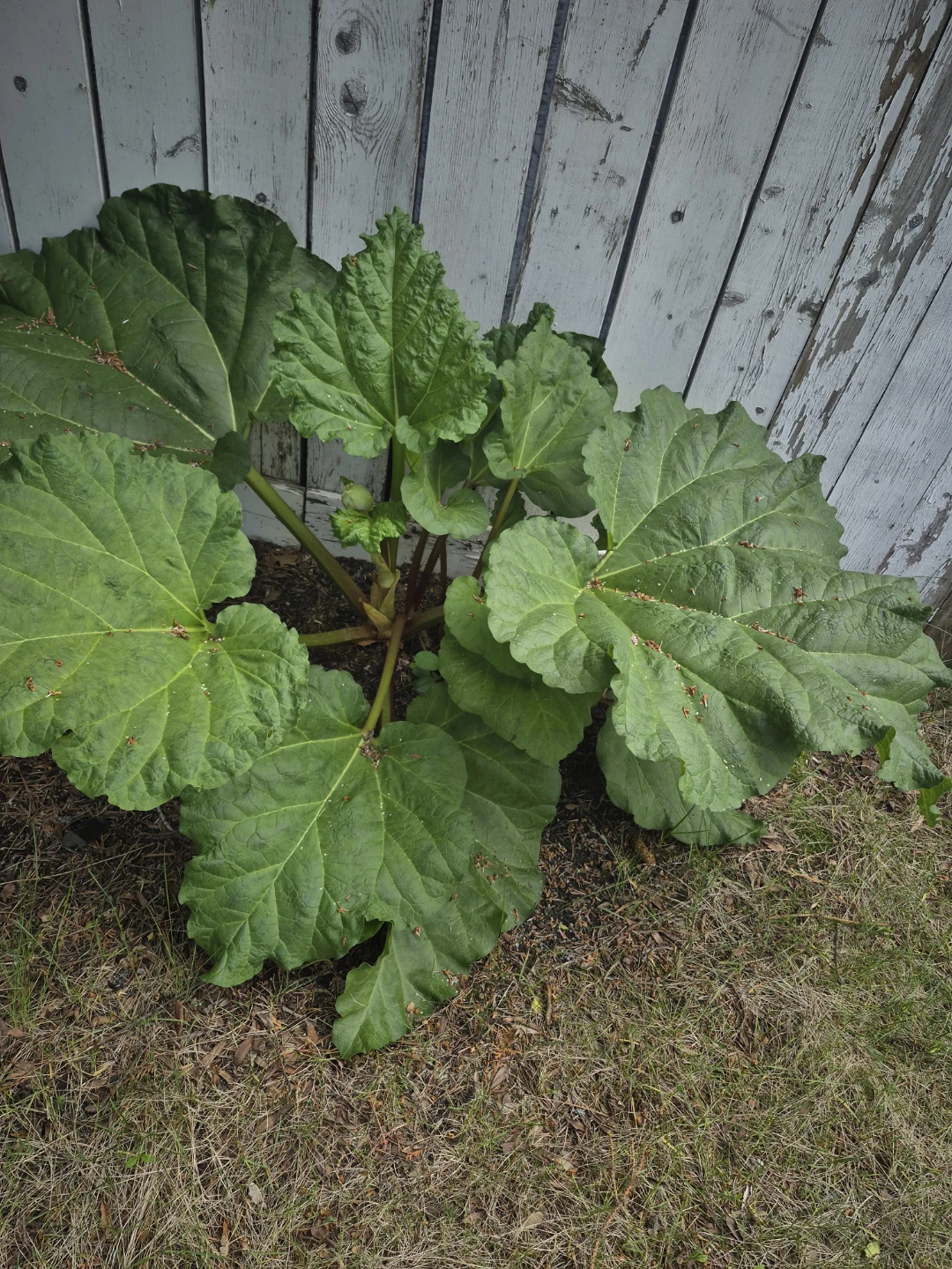 Healthy Rhubarb Plant - photo 2